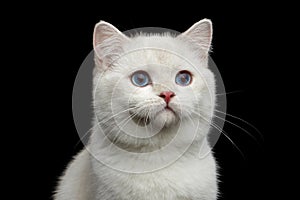 Furry British breed Cat white color on Isolated Black Background