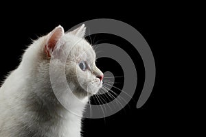 Furry British breed Cat white color on Isolated Black Background