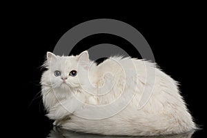 Furry British breed Cat white color on Isolated Black Background