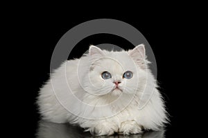 Furry British breed Cat white color on Isolated Black Background