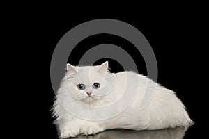 Furry British breed Cat white color on Isolated Black Background