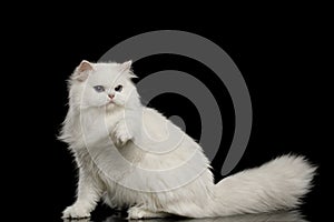 Furry British breed Cat white color on Isolated Black Background