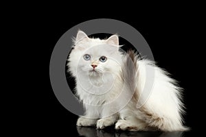 Furry British breed Kitten white color on Isolated Black Background