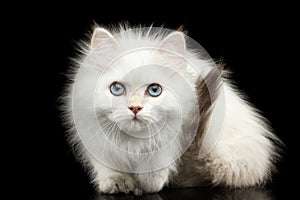 Furry British breed Kitten white color on Isolated Black Background