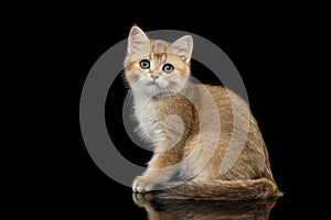 Furry British breed Kitty Gold Chinchilla Isolated Black Background