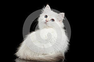 Furry British breed Kitty white color on Isolated Black Background