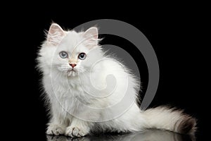 Furry British breed Kitty white color on Isolated Black Background