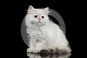 Furry British breed Kitty white color on Isolated Black Background