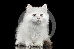 Furry British breed Kitty white color on Isolated Black Background