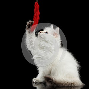 Furry British breed Kitty white color on Isolated Black Background