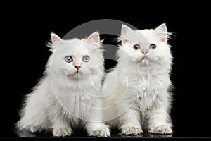 Furry British breed Kitty white color on Isolated Black Background