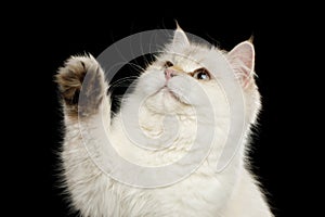 Furry British Cat white color on Isolated Black Background