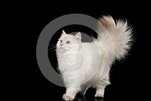 Furry British Cat white color on Isolated Black Background