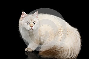 Furry British Cat white color on Isolated Black Background