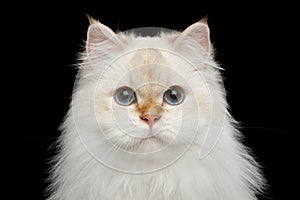 Furry British Cat white color on Isolated Black Background