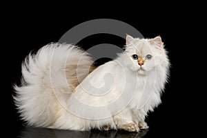 Furry British Cat white color on Isolated Black Background