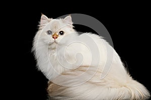 Furry British Cat white color on Isolated Black Background