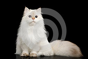 Furry British Cat white color on Isolated Black Background