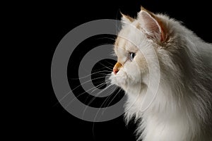 Furry British Cat white color on Isolated Black Background