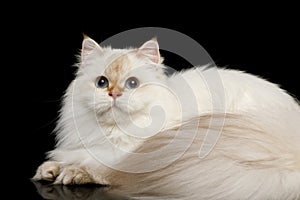 Furry British Cat white color on Isolated Black Background