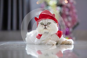 Furry British white Cat Chinchilla cute cat.Halloween cat with little devil hat