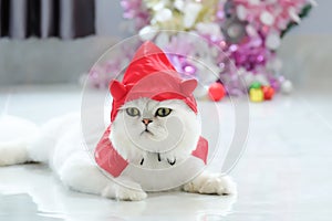 Furry British white Cat Chinchilla cute cat.Halloween cat with little devil hat