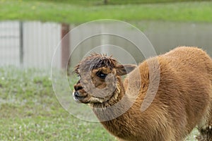 Furry brown Alpaca in flooded ranch pasture