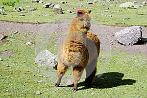 Furry brown alpaca with purple ribbon on ear