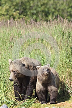 Furry brown bear cub with mother