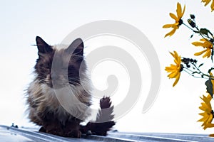 Furry brown blue eyed cat on roof