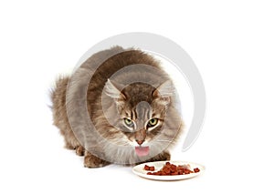 Furry brown cat eating catfood isolated on a white background