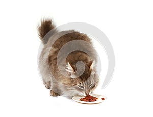 Furry brown cat eating catfood isolated on a white background