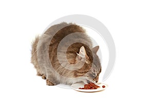 Furry brown cat eating catfood isolated on a white background