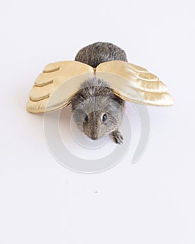 A furry brown Guinea pig looks up from a white background wearing gold padded wings with room for text