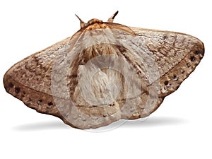 Furry Brown Moth on a white Background