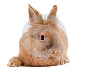 Furry brown rabbit