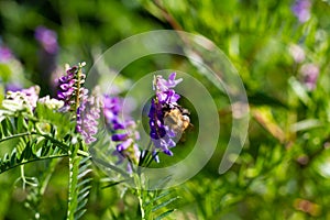 Furry bumblebee collects pollen from the flowers of the plant vasel mouse peas on a bright day photo