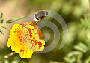 The furry bumblebee flies away from the marigold flower in the distance under the summer sun