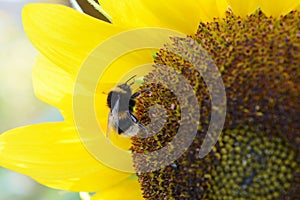 Furry bumblebee on the flower head of a sunflower