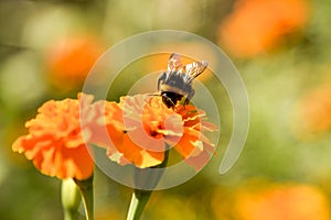 A furry bumblebee sits on a bright orange marigold flower and collects nectar.It is illuminated by the sun