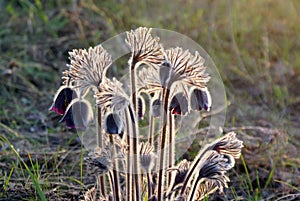 Furry bush of flowers Pasque closeup with backlight in the wild