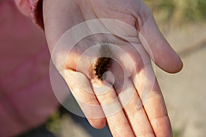 a furry butterfly caterpillar crawls over a child& x27;s arm