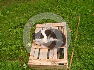 A furry cat on a broken box.