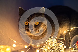 A furry cat looks at the twinkling lights of a garland in the room