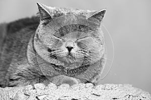 A furry cat is in meditation and falls asleep, a dreaming cat with closed eyes