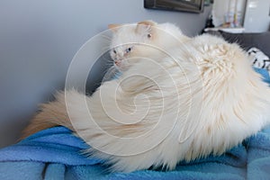Furry White Cat photo