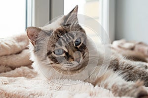 Furry cat of seal lynx point color with blue eyes is lying on a pink blanket.