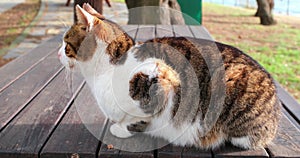 Furry Cat Sitting On Wooden Table