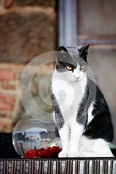 Furry cat with a tense look sitting near a fishbowl