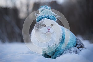 Furry cat walks through snowdrifts in winter